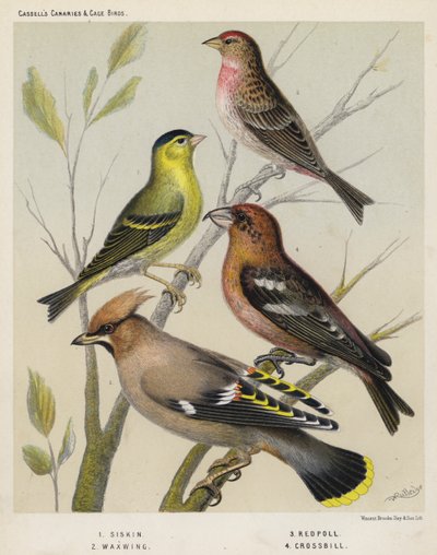 Siskin、Waxwing、Redpoll、Crossill 作： European School
